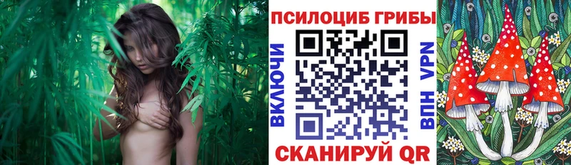 Псилоцибиновые грибы мицелий  где найти   Красный Кут 